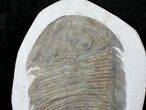 Huge Gigantopygus Trilobite - Issafen, Morocco #20323-3
